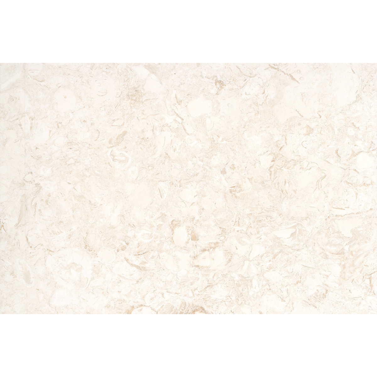 little　INES ET MARECHAL　コヨーテジレ +erva EXTERO - 16X24, SHELLSTONE, BRUSHED | Emser Tile